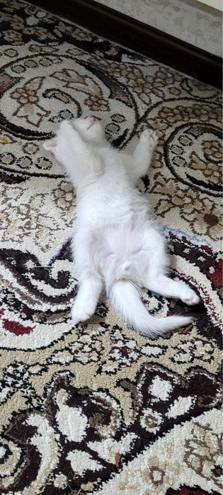 Продается кошка скочи фолд