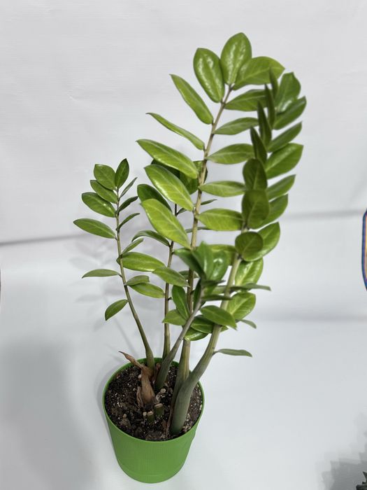 Домашние растение