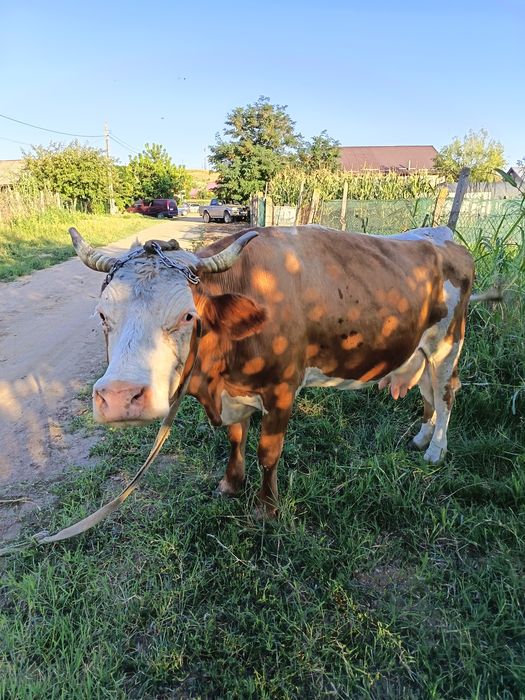 Vaca de vânzare detali la nr de tel 0773856350
