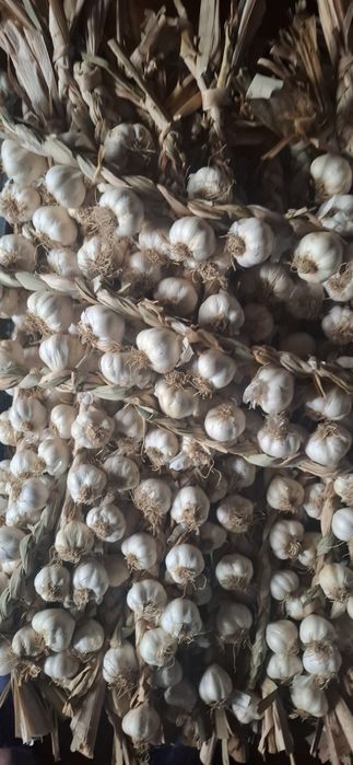 Vând urgent usturoi