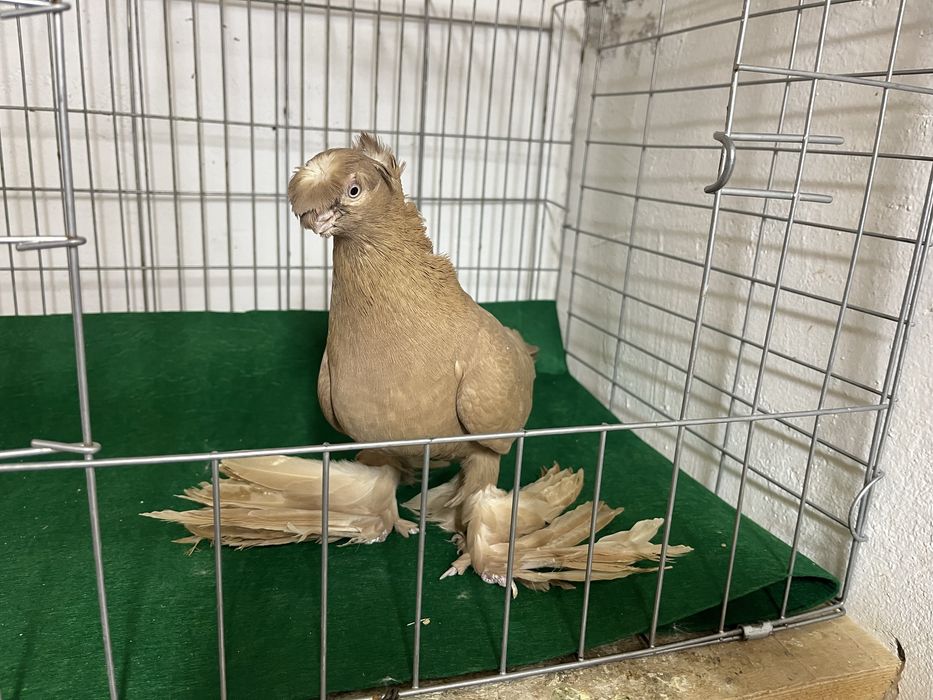 Сатылады кептер продам голубя