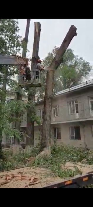 Спил деревьев Алматы и область