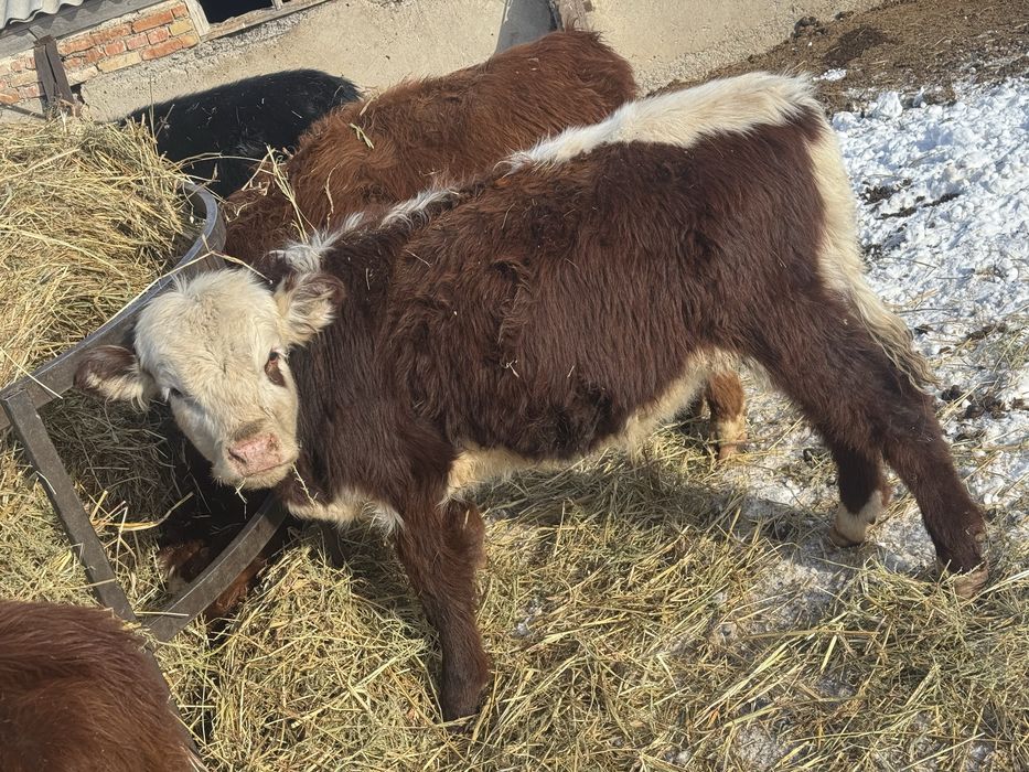 Продам подсосов.