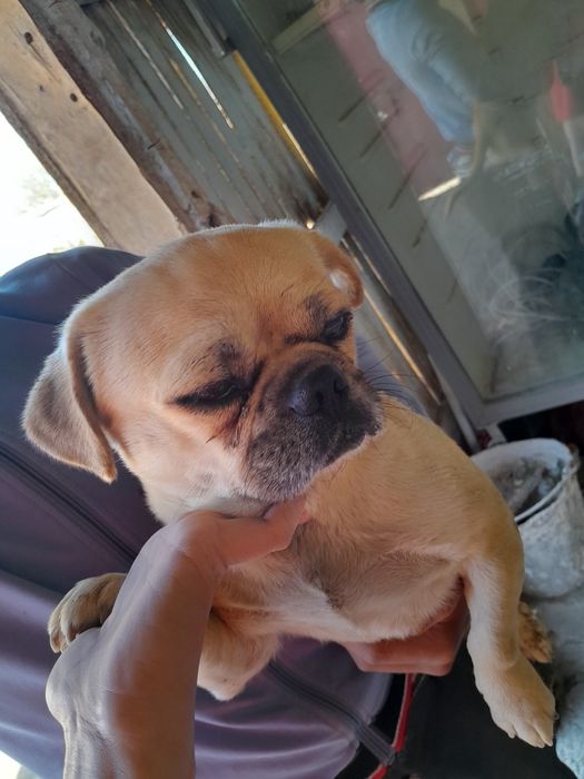 Мопс 1жаста есімі Бобик