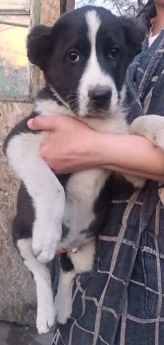 Продам щенка Алабая САО