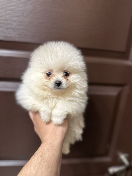 Мини Померан.