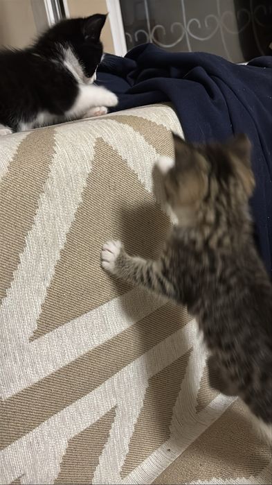 Котята девочки Домашние