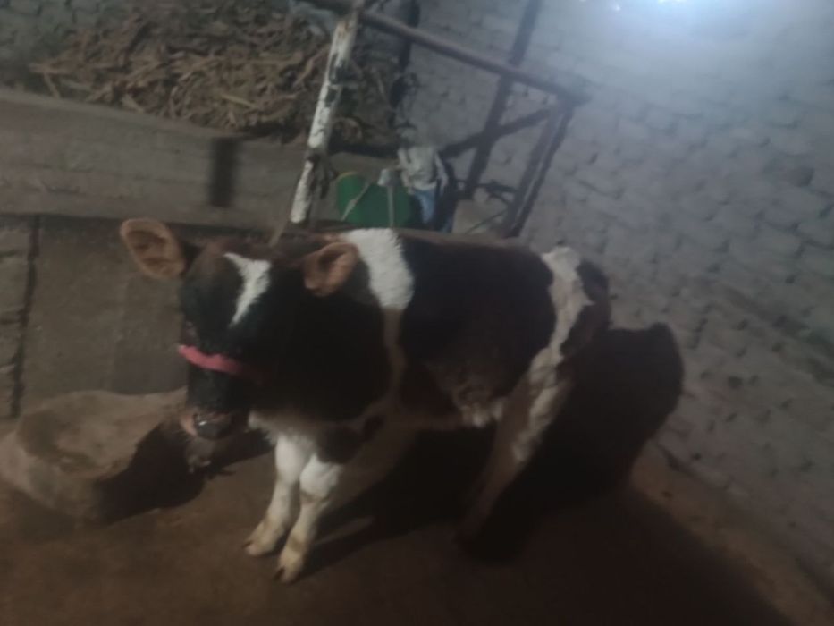 Sigir va bolasi 4-5 litr suti bor