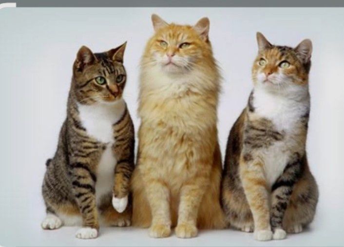 Передержка кошек
