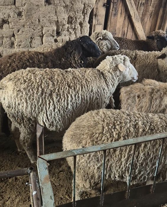 Семіз қой сатылады