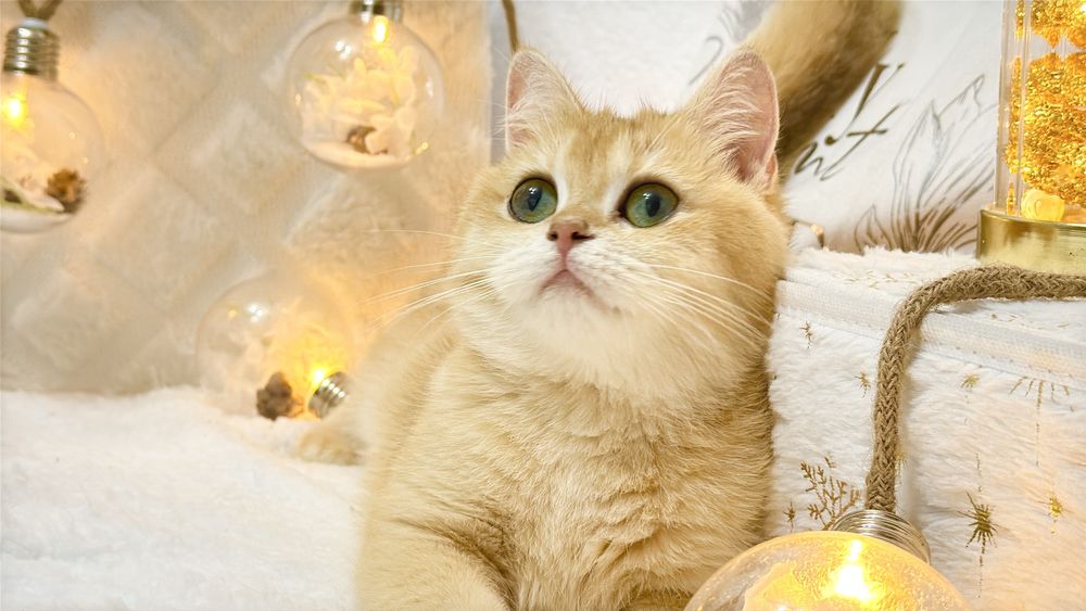 Зрлотая шиншилла