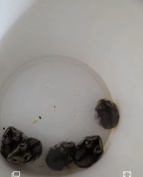 Хомячки джунгарские