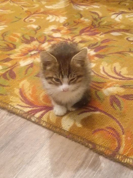 Отдам котят срочно