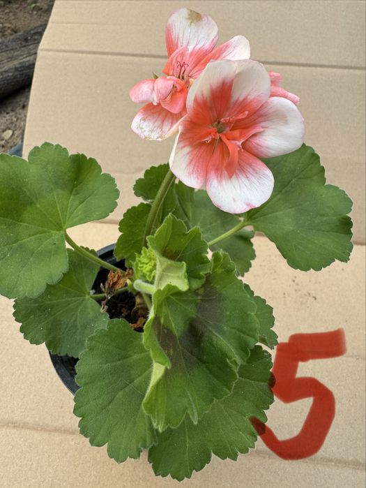 Мушкато различни цветове калиопе