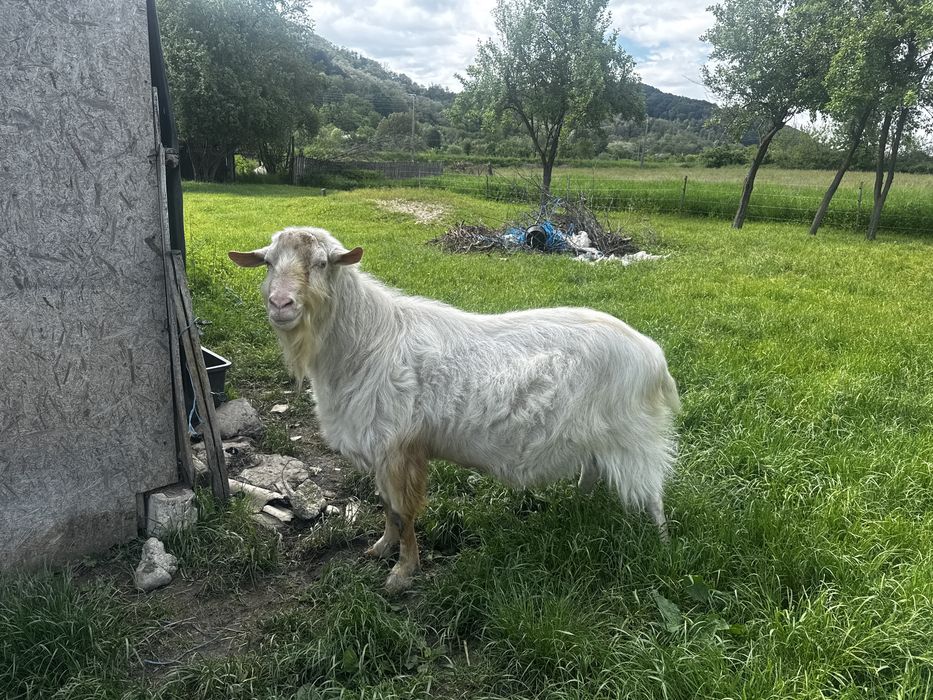 Tap bun de monta
