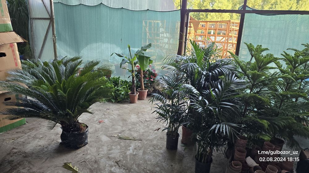 Hona gullari Комнатные цветы гул растения Офис ва уй гуллари