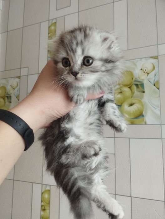 Продам шотландских котят