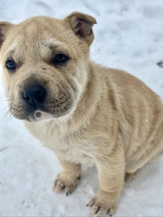 Щенки в добрые руки