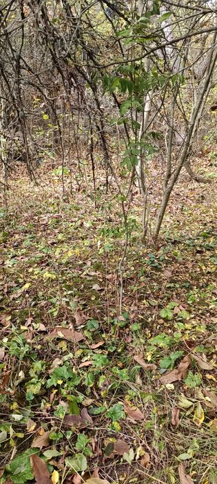 УПИ Долни оманци Р