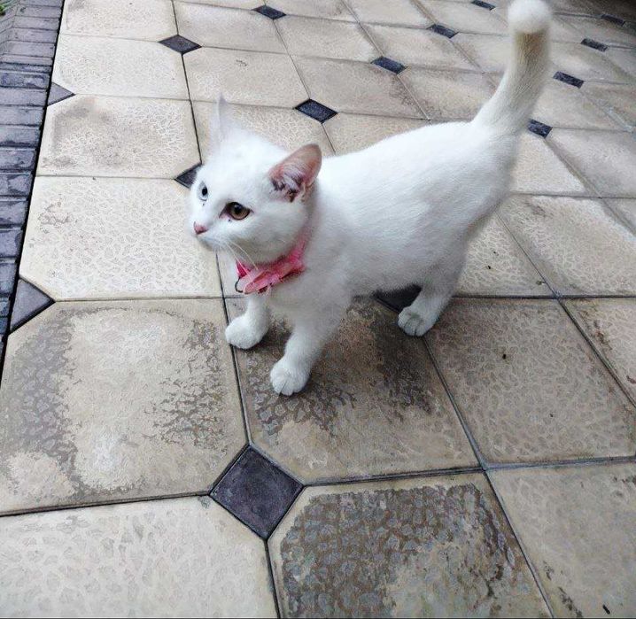 Продается котенок девочка с разными цветом глаз, Мушук боласи сотилади