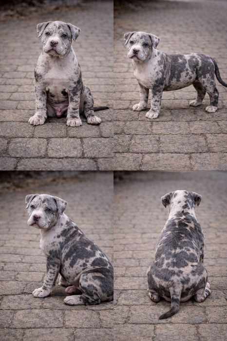Pui American Bully Merle cu pedigree – canisa Dog Fashion