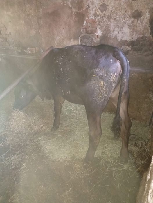 Vând  vițica rasa angus