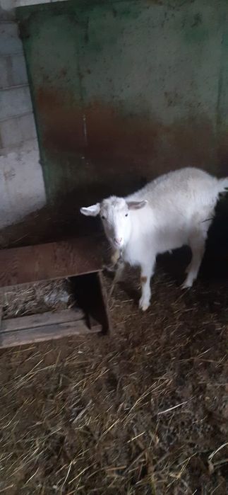 Козы молодые  Заилинские