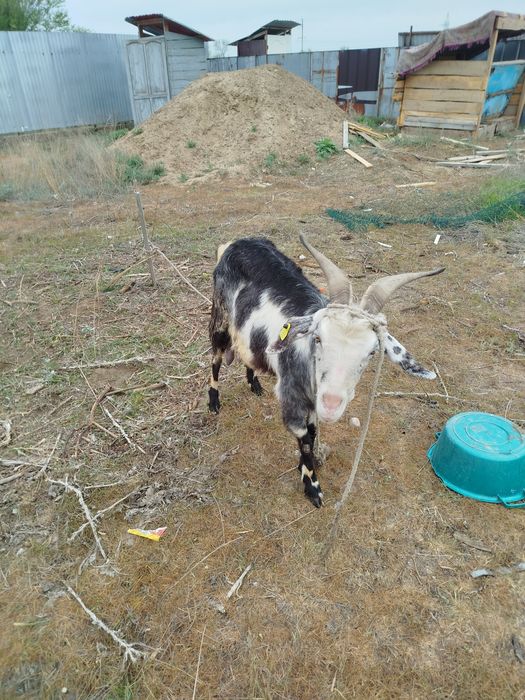 Козая дойная с козленком (девочка)