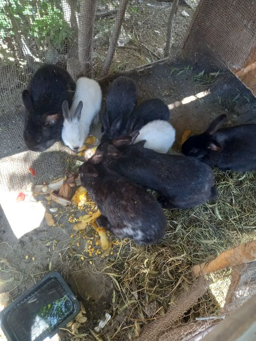 Quyonlar bor 4 ta Kota 4ta bolari 500000 bervoraman