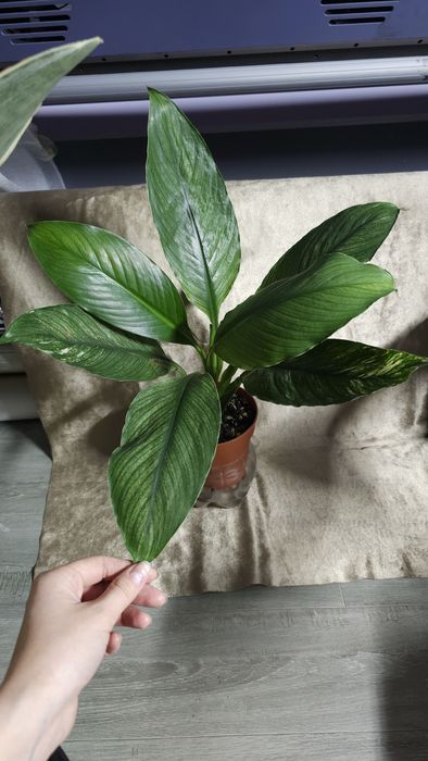 Спатифиллум Канифоль