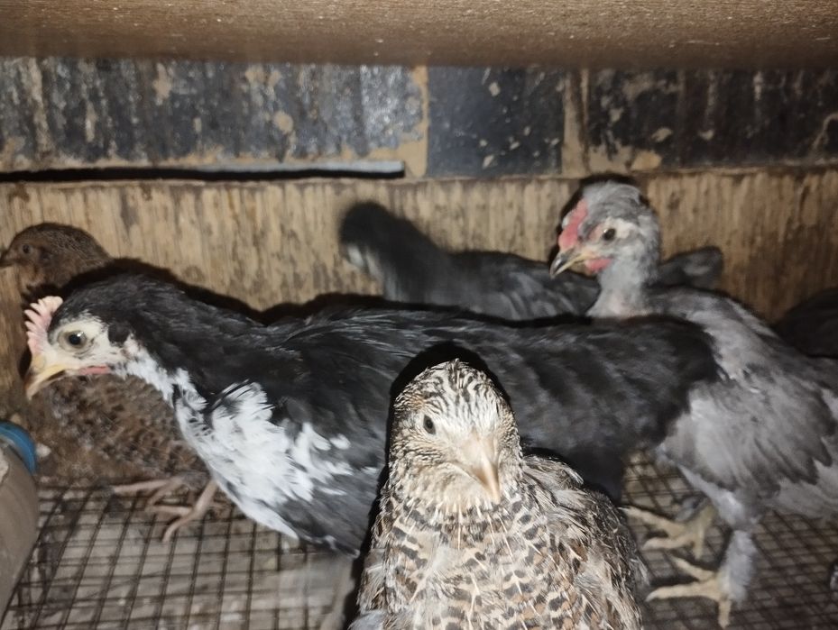 Бентамки цыплята Султанки пароды.