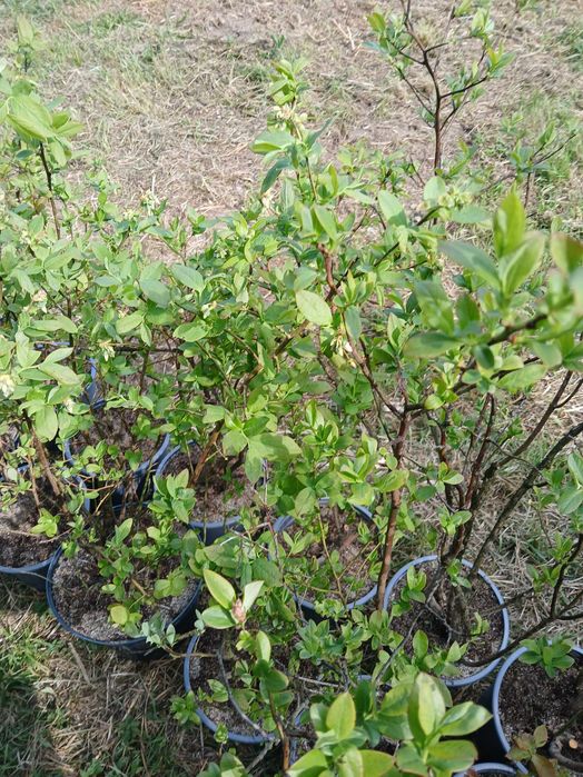Plantă afin de vânzare