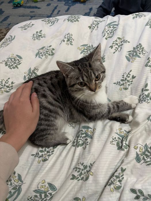 Котенок ищет дом