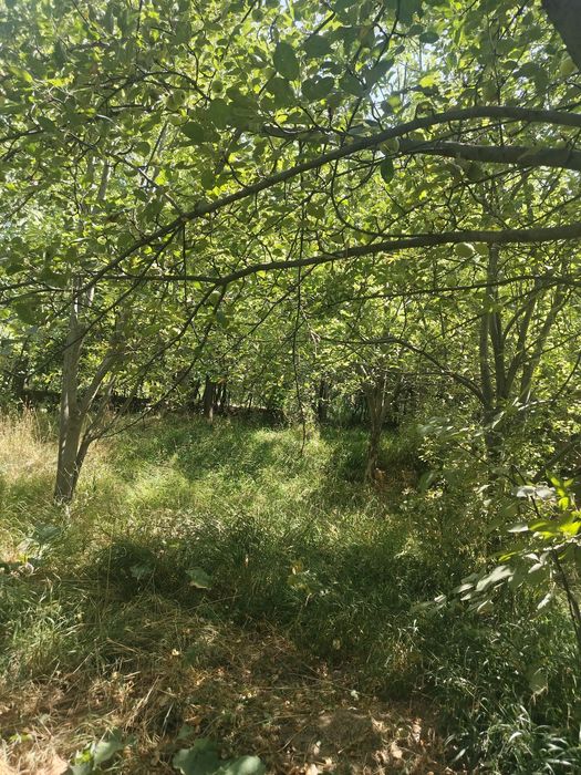 Ховли сотилади 15 сутки сув свет бор