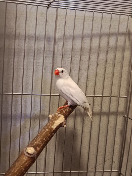 Продам красавца амадина