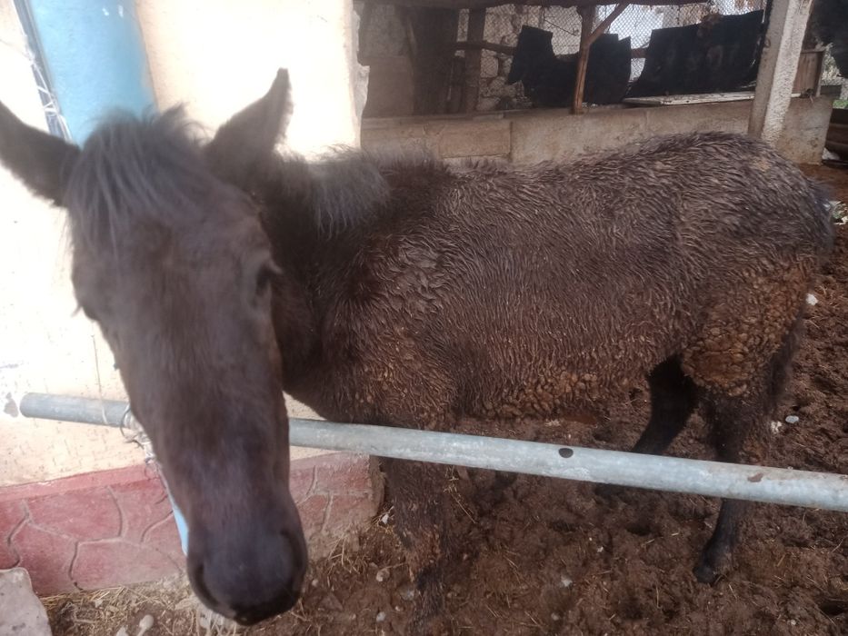 Ұрғашы таи сатылады бағасы 310мын