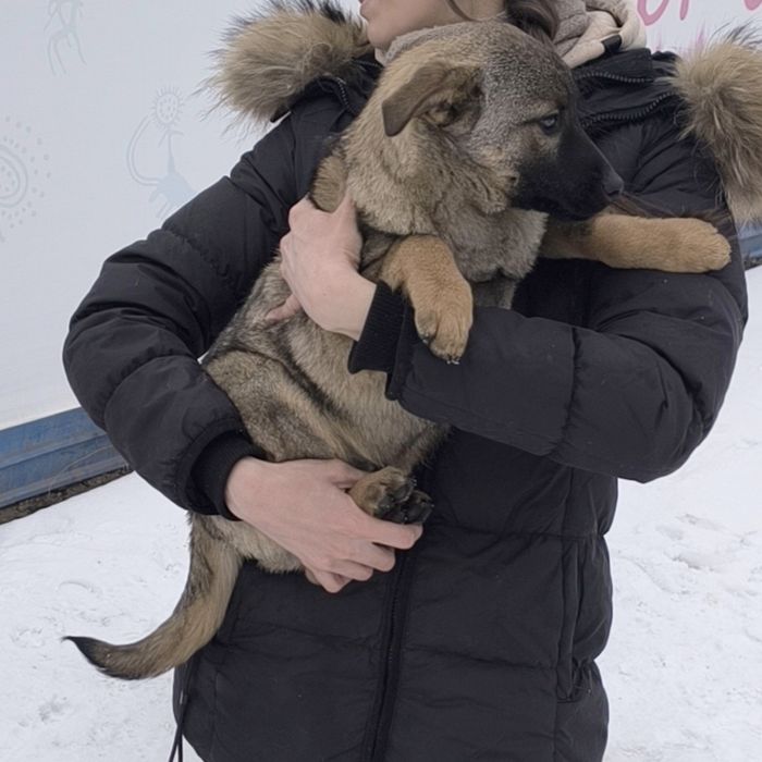 Мальчик в добрые руки НЕ на цепь