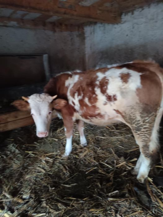 De vânzare două vițele!