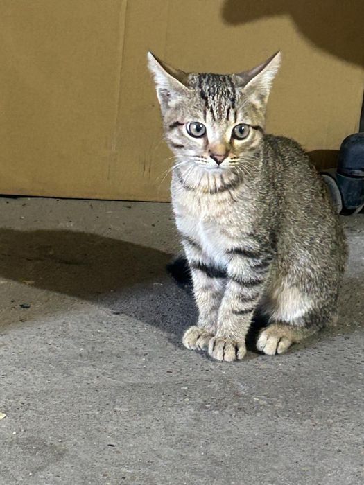 Отдам красивого котёнка
