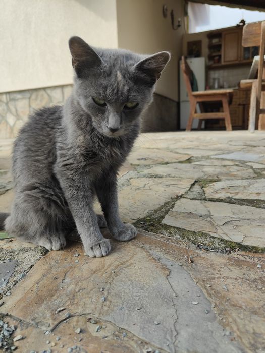 Подарявам малко котенце.