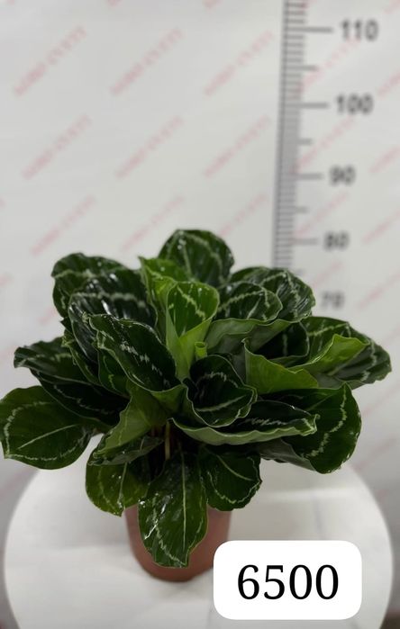 Бөлме гүлдерін сатамын.