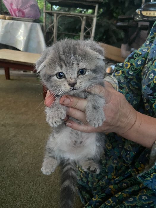 Продам котят(кошечки-девочки)