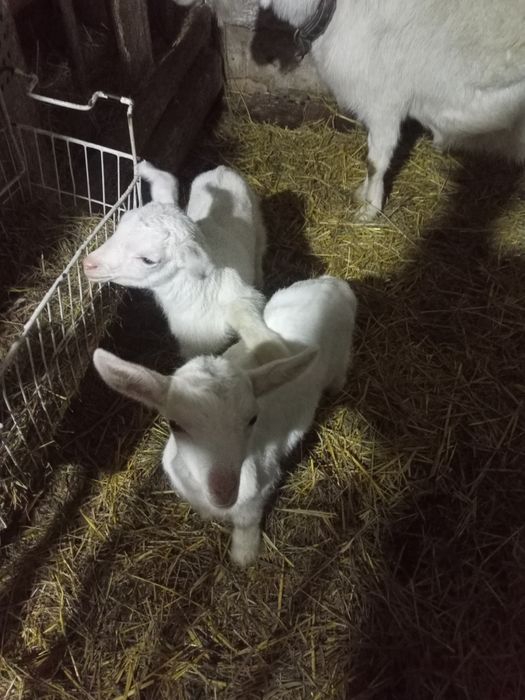 Продам молочного направления козлят