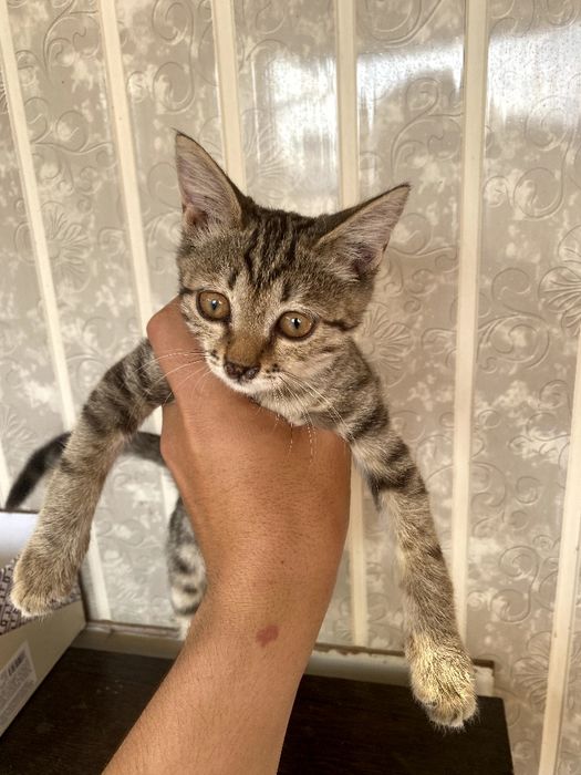 Отдам в хорошие руки