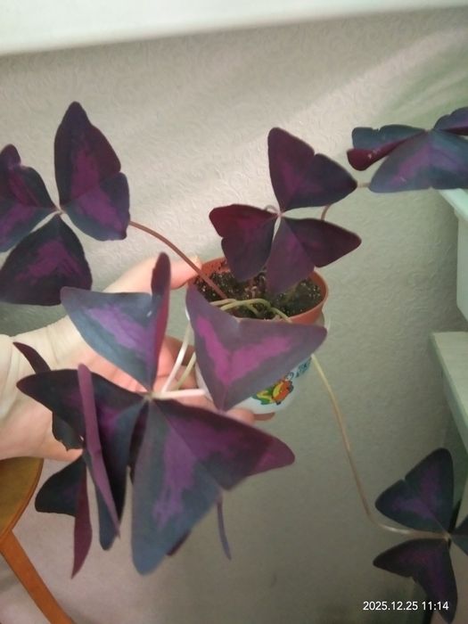 Кислица - бабочка