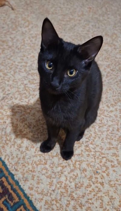 Элегантная чёрная красавица, 1 год, привита, паспорт, лоток+.