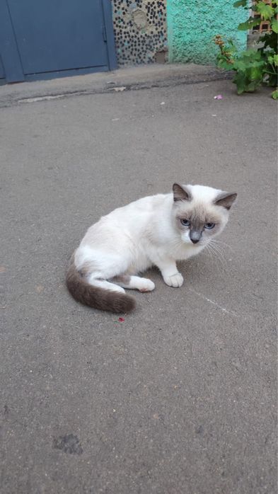 Кошки в добрые руки