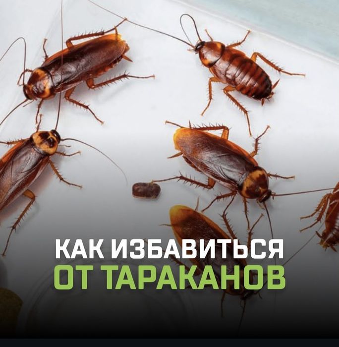 Дезинфекция/Дезинсекция/Дератизация 24/7