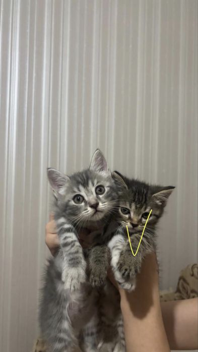 Продаются шотландские котята