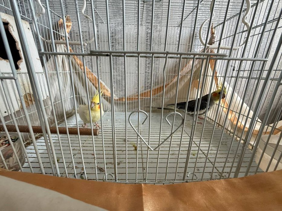 Корелло попугай .